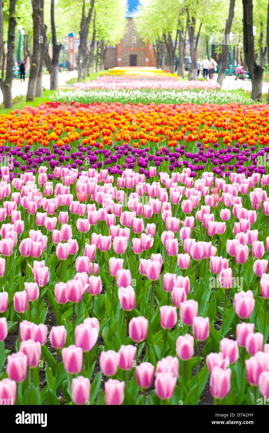 Frühlingspark, Tulpen im Vordergrund Stockfoto