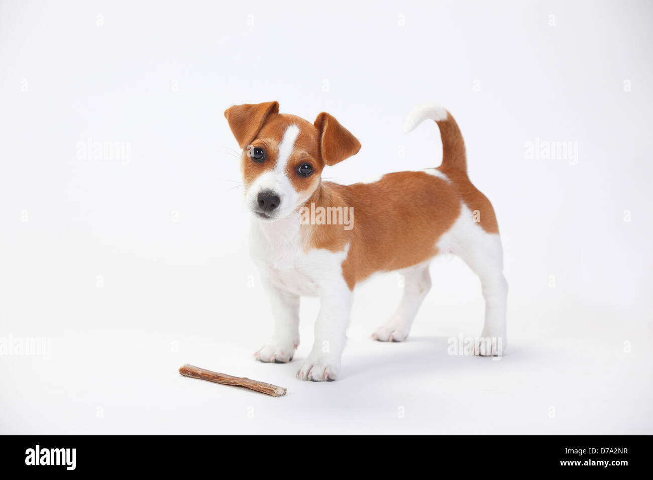 Jack Russell Terrier, Welpen, 9 Wochen | Jack-Russell-Terrier, Welpe, 9 Wochen, Huendin Stockfoto