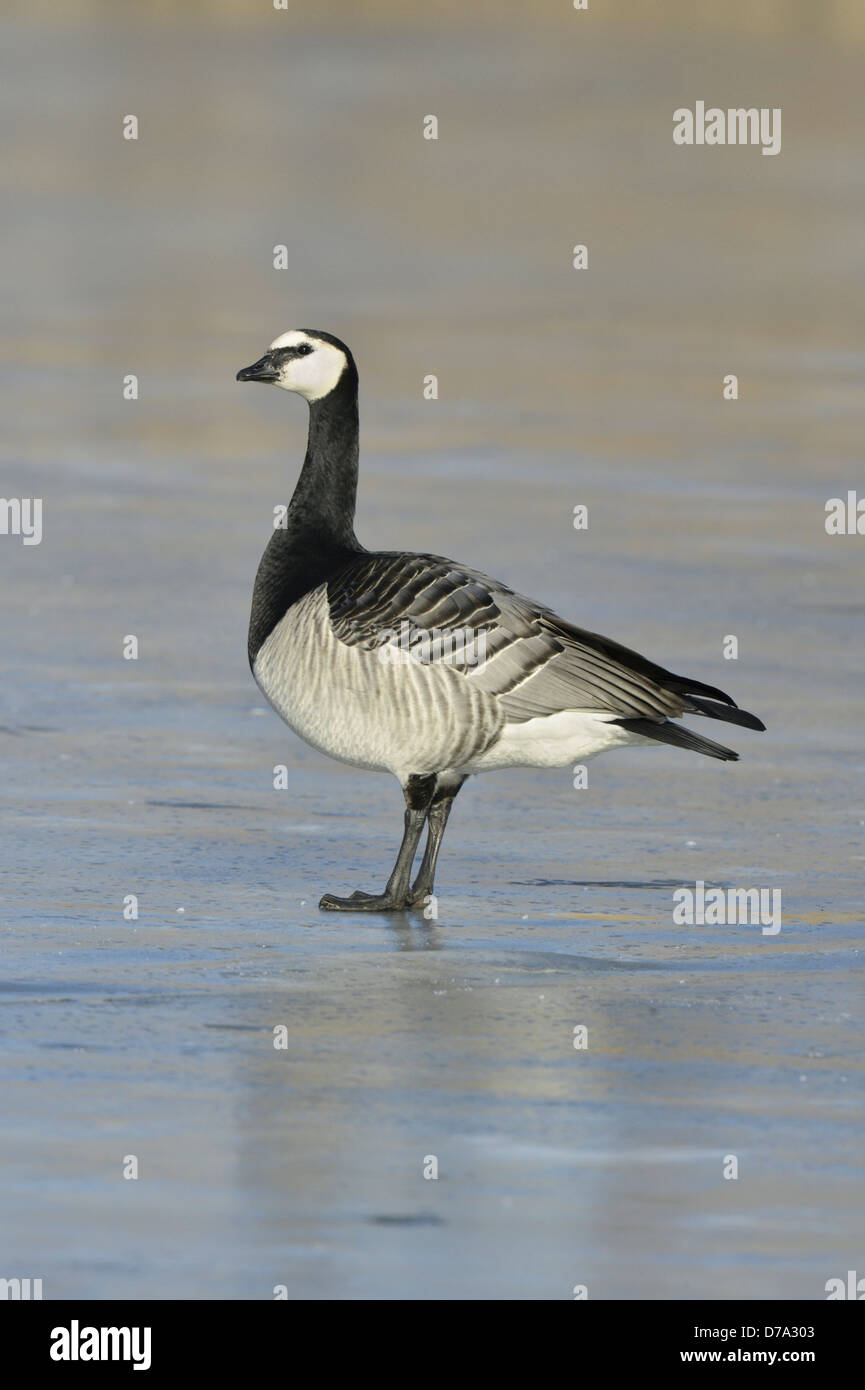 Nonnengans Branta leucopsis Stockfoto