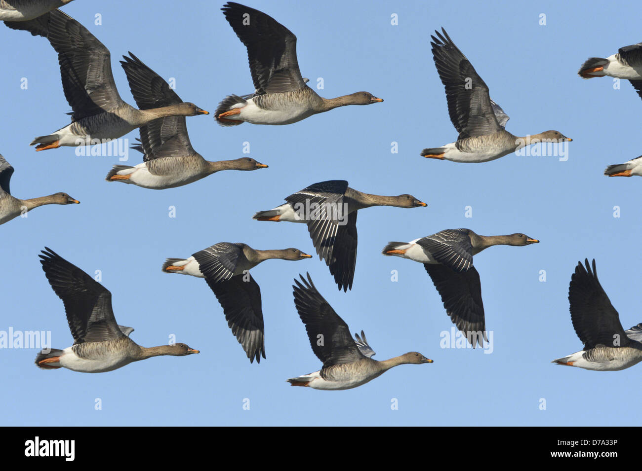 Bean goose Fotos und Bildmaterial in hoher Auflösung Alamy