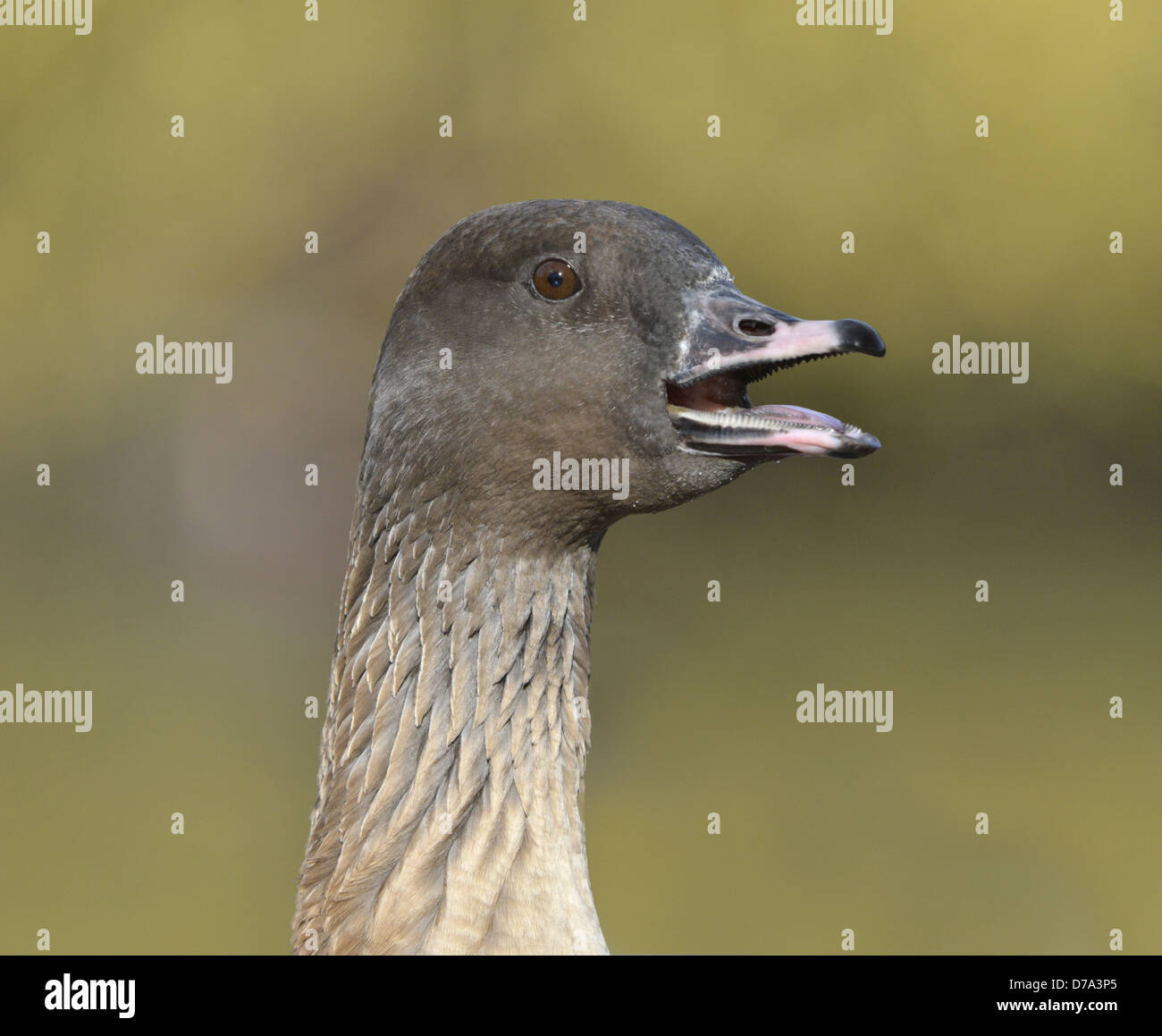 Pink-footed Gans Anser brachyrhynchus Stockfoto