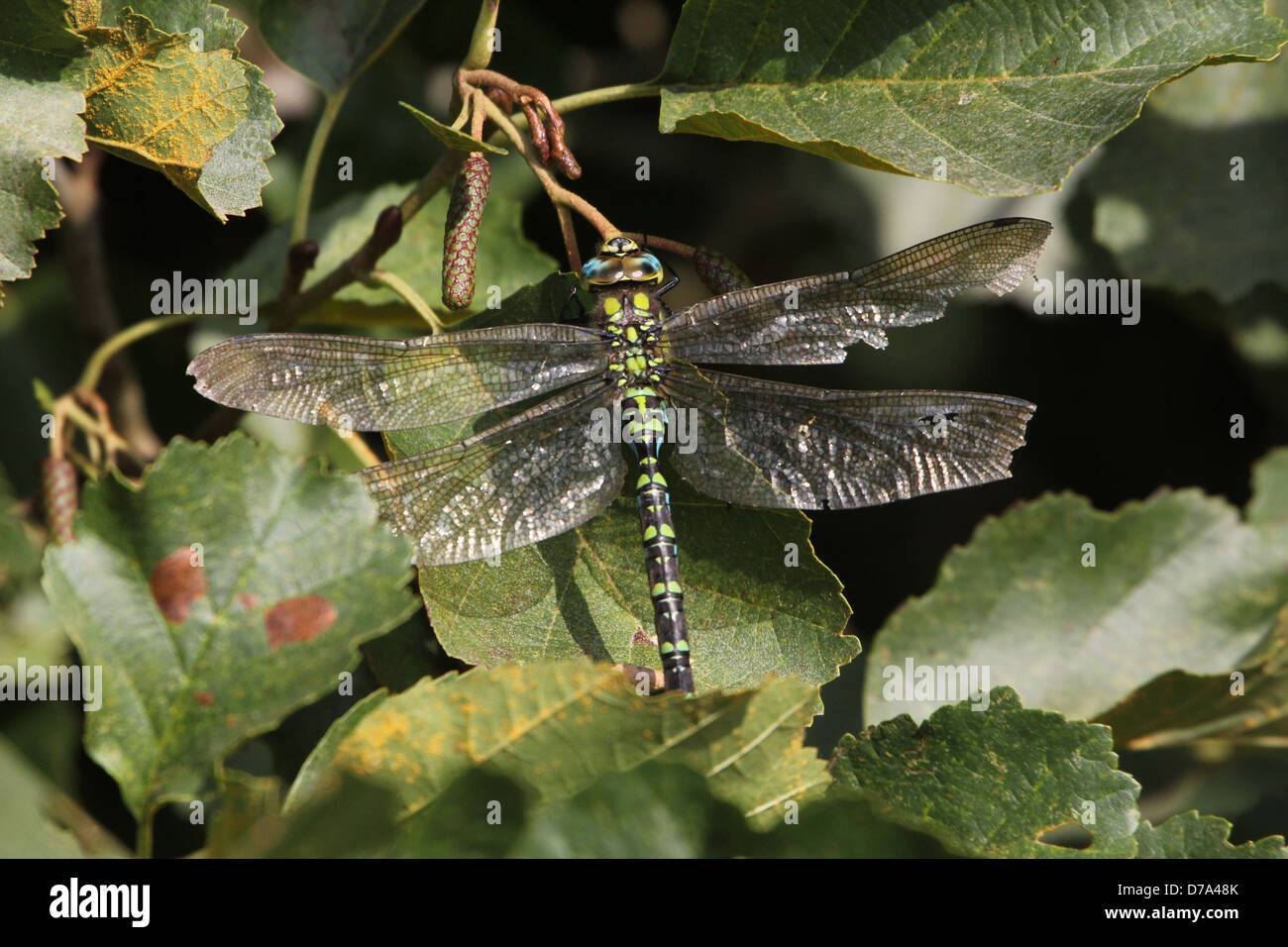 Detaillierte Makro Bild einer männlichen südlichen Hawker-Libelle (Aeshna Cyanea, auch bekannt als blaue Hawker) Stockfoto