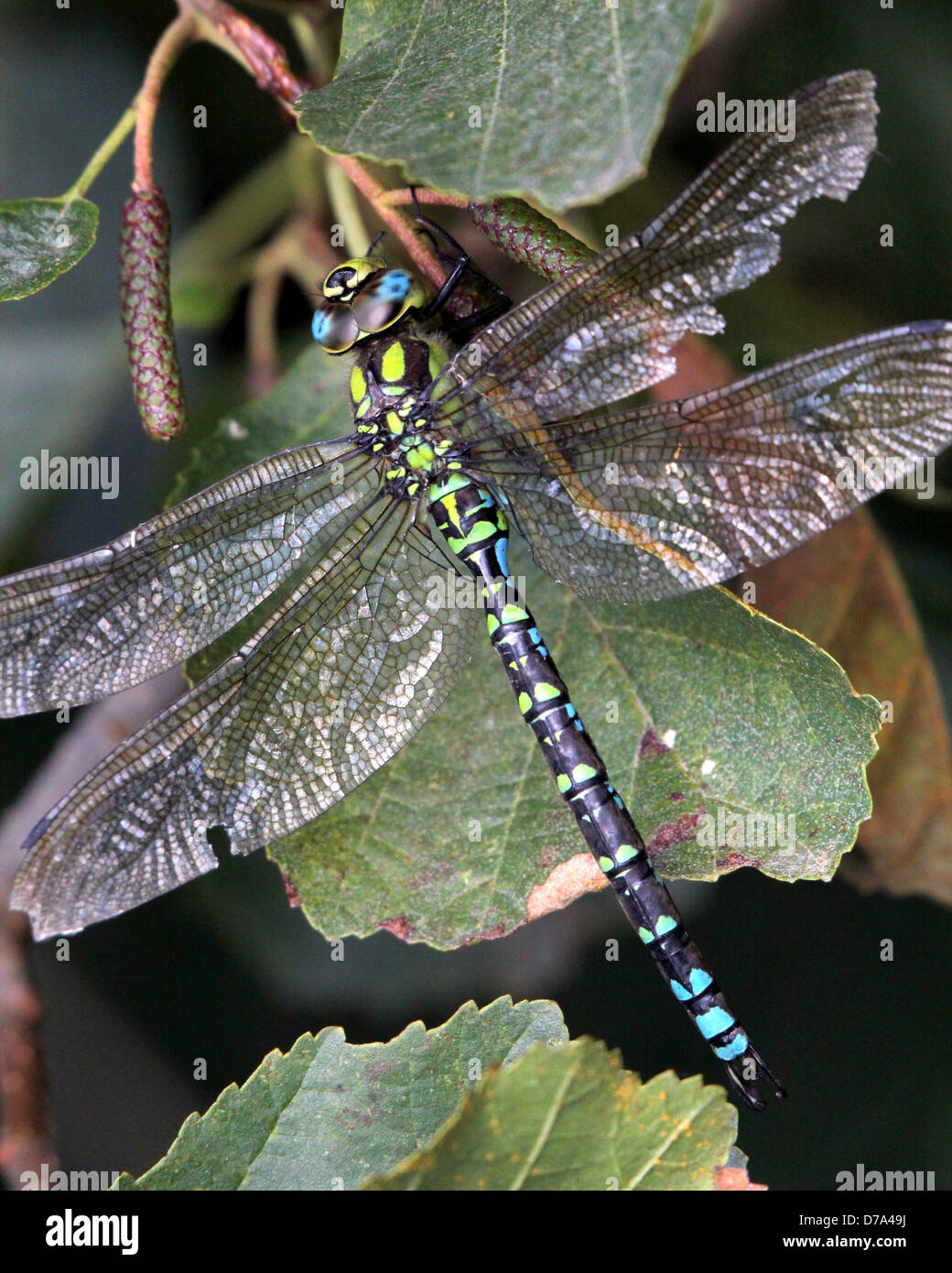 Detaillierte Makro Bild einer männlichen südlichen Hawker-Libelle (Aeshna Cyanea, auch bekannt als blaue Hawker) Stockfoto