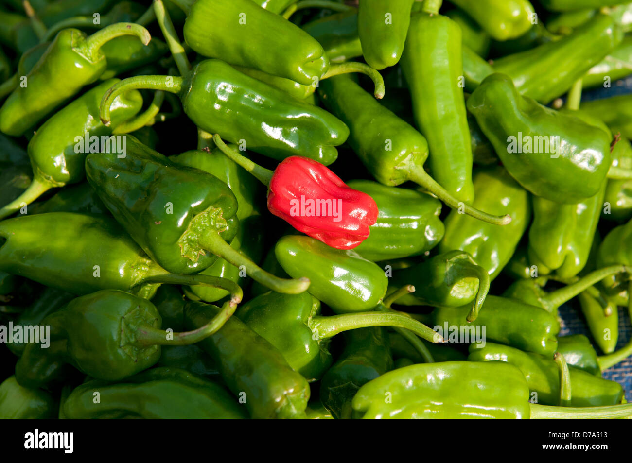 Einzelne frische rote Chilischote auf einem Bett aus frischen grünen Chilischoten auf Inthein Markt Inle Lake Myanmar (Burma) Stockfoto