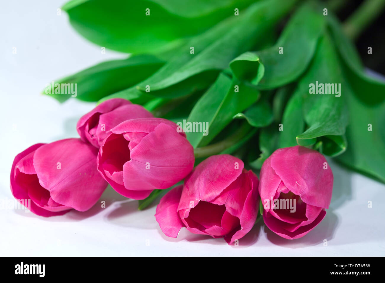 Blume Tulpe closeup Stockfoto