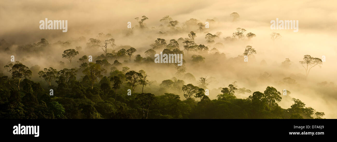 Nebel niedrigen Wolken hängen über Tiefland Dipterocarp Regenwald kurz nach Sonnenaufgang Danum Valley Sabah State Insel Borneo Malaysia Stockfoto