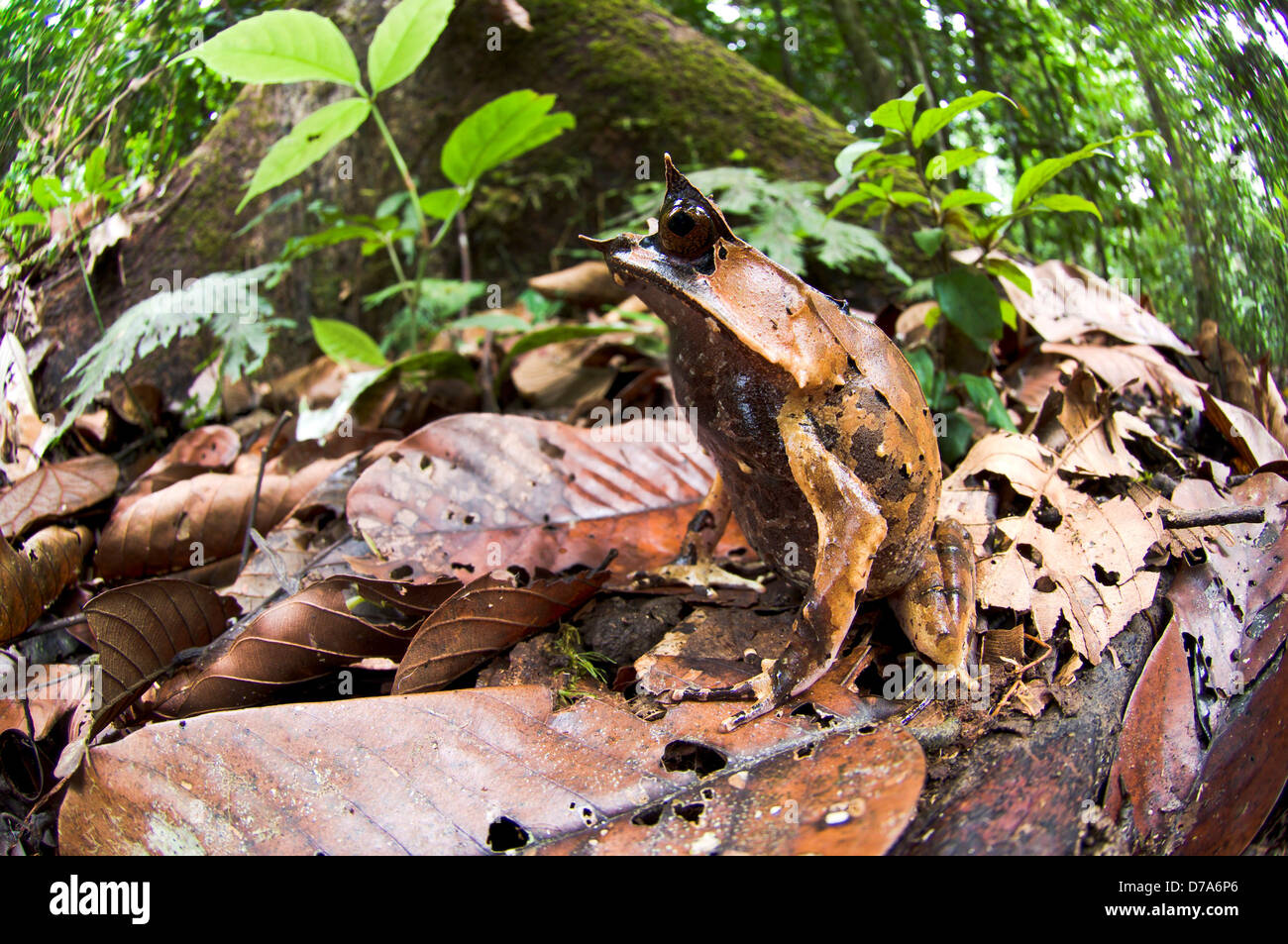 Gehörnte Bornean Frosch Megophrys Nasuta unter Laubstreu auf Waldboden Danum Valley Sabah State Insel Borneo Malaysia Stockfoto