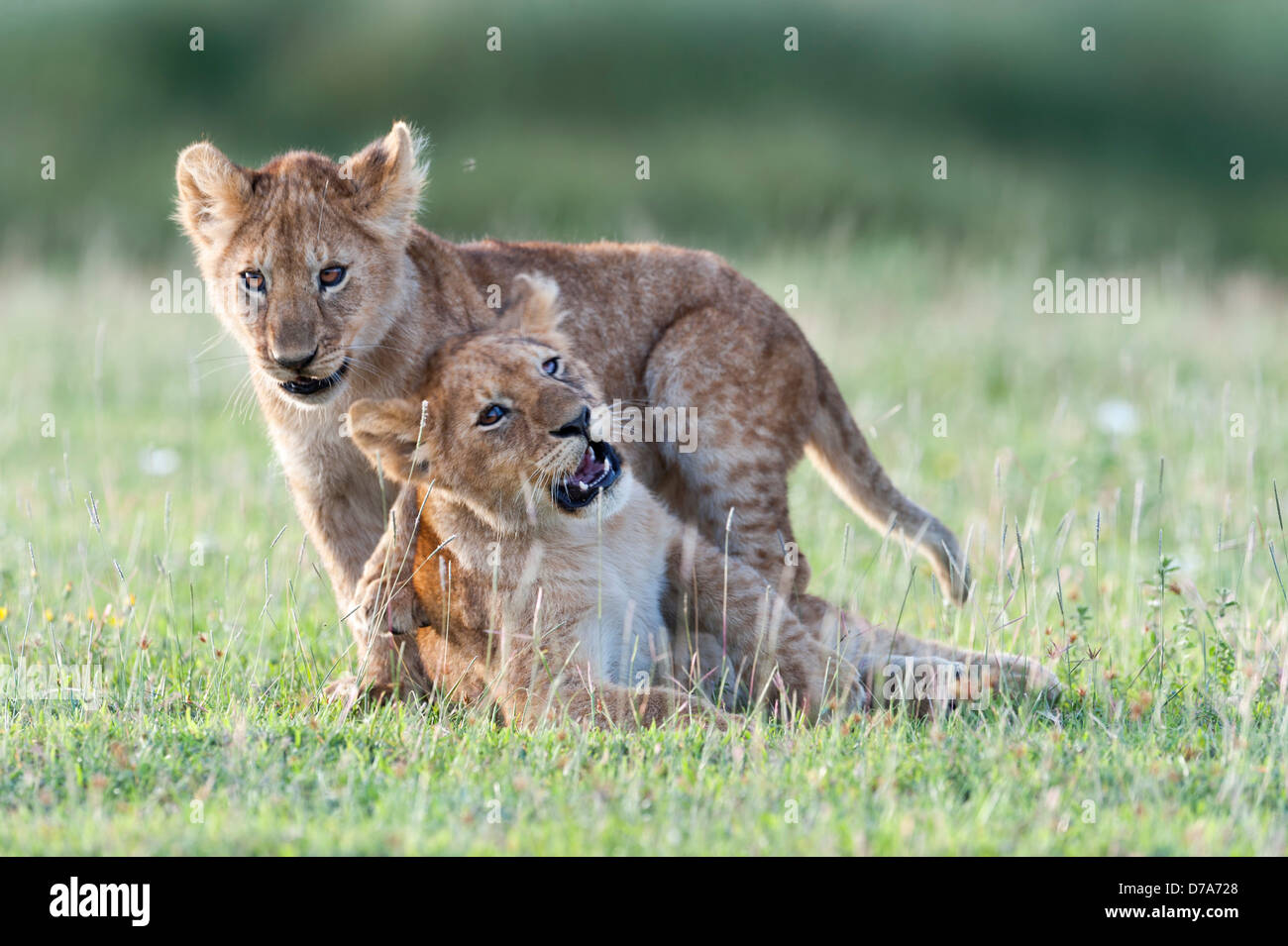 Afrikanische Löwenbabys Panthera Leo spielen bei Big Marsh Ndutu Ngorongoro Conservation Area-Serengeti Nationalpark, Tansania Stockfoto