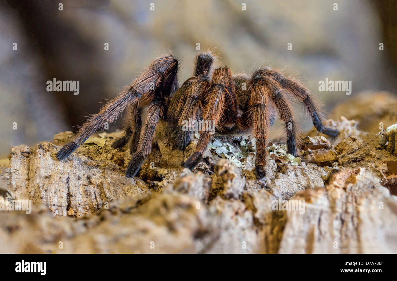 Wüste Blonde Vogelspinne, auch bekannt als mexikanische Blonde Vogelspinne und westlichen Wüste Vogelspinne Stockfoto