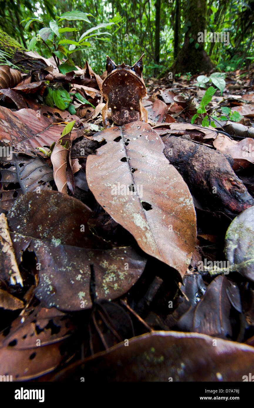 Langnasen-gehörnten Frosch Megophrys Nasuta auf den Blättern Danum Valley Sabah State Insel Borneo Malaysia Stockfoto