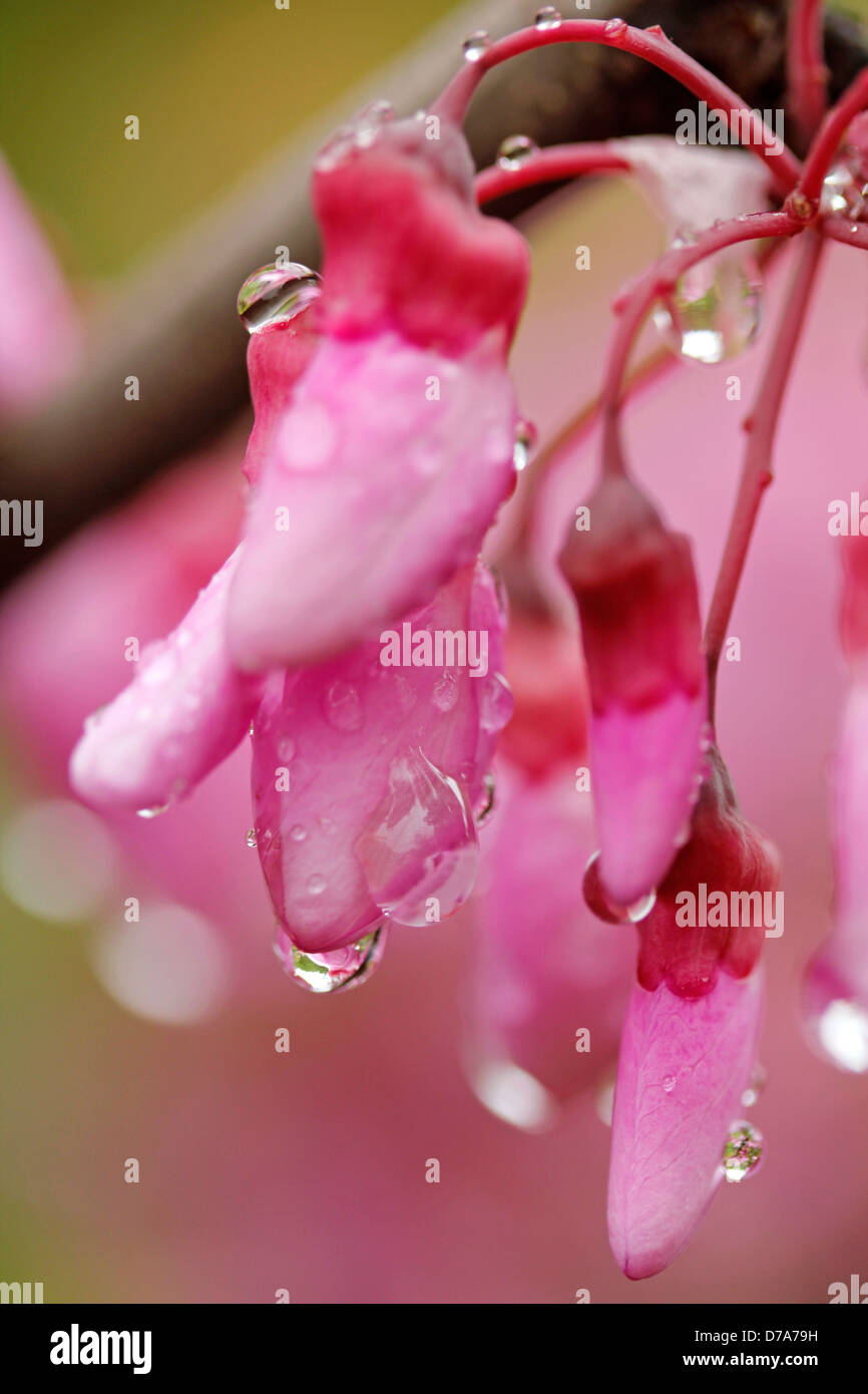 Tröpfchen in rosa Blume. Judasbaum. Cercis Siliquastrum. Stockfoto Tröpfchen in rosa Blume. Judasbaum. Cercis Siliquastrum. Stockfoto