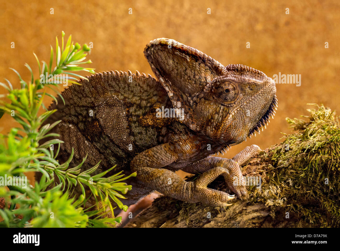 Das verhüllte Chamäleon (Chamaeleo calyptratus). Ein markantes arboreales Reptil, bekannt für seine Farbwechselfähigkeit. Stockfoto