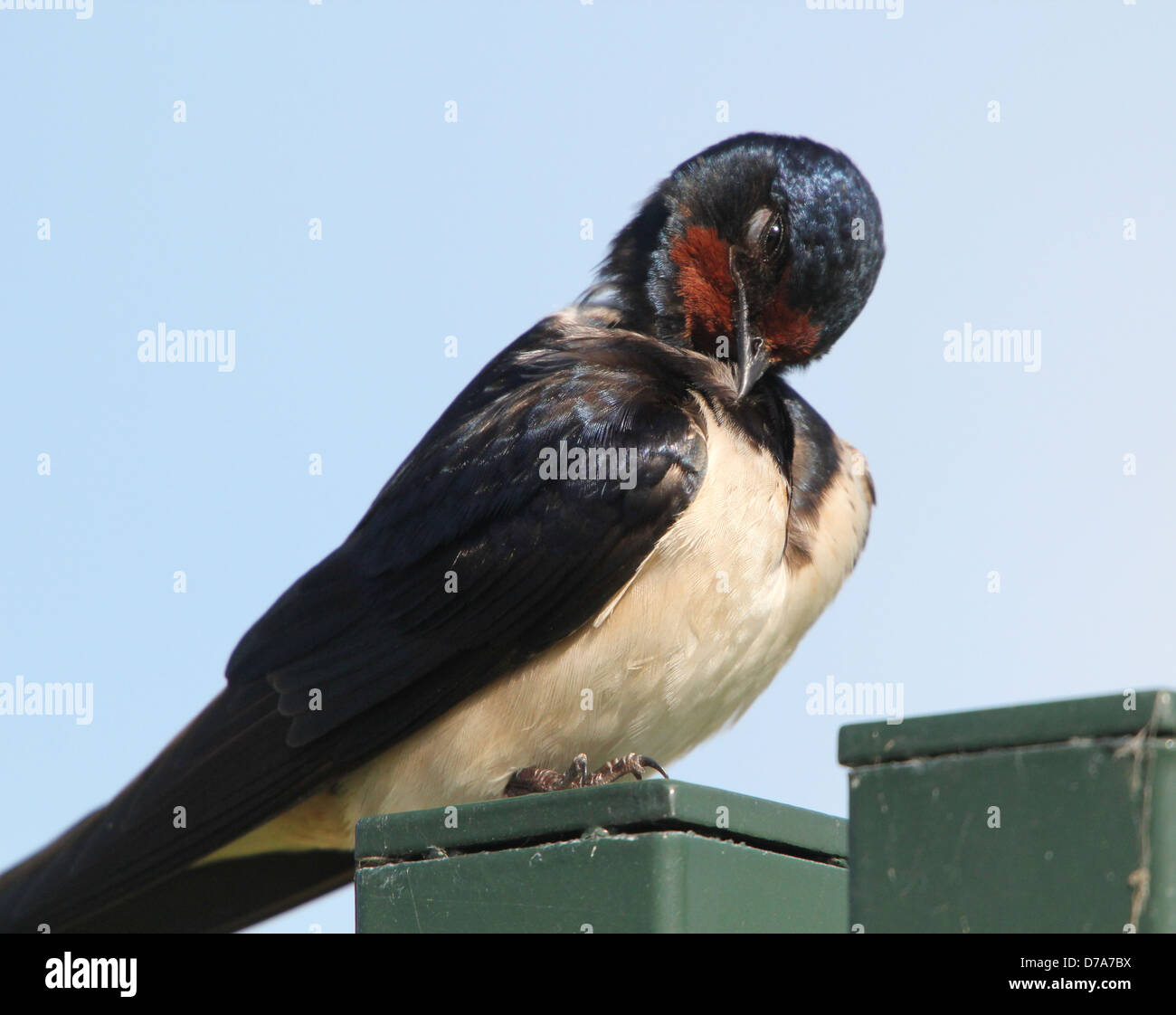 Ausführlichen schließen sich von einer Rauchschwalbe (Hirundo Rustica) posiert Stockfoto