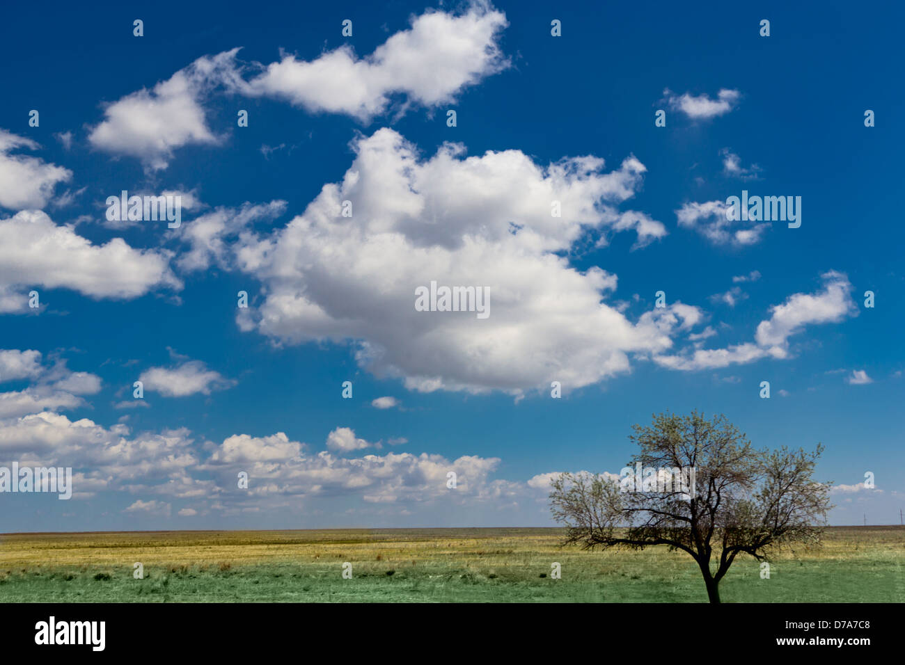 Baumlandschaft Feld Stockfoto