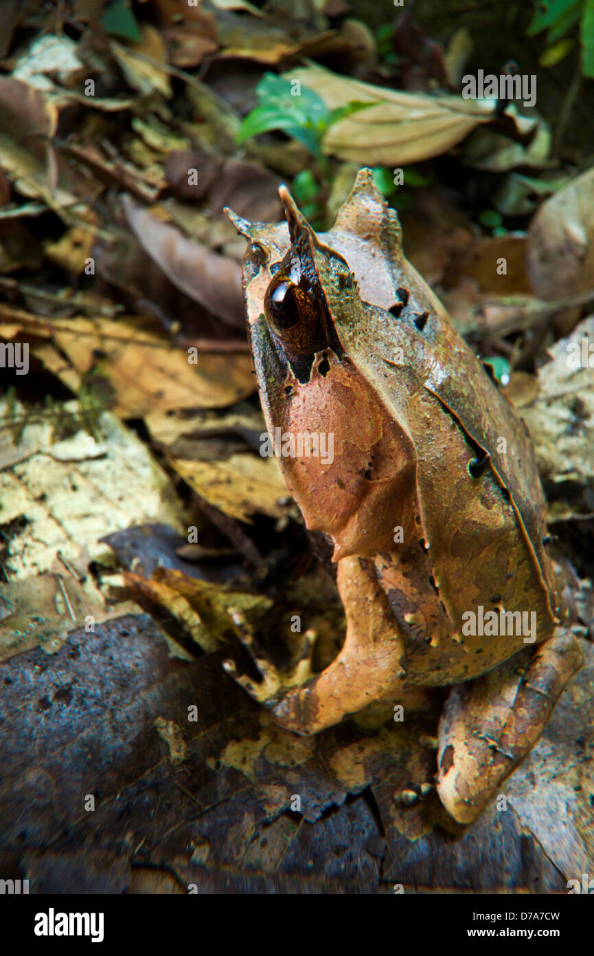 Langnasen-gehörnten Frosch Megophrys Nasuta unter Laubstreu im Waldboden Ginseng Camp Maliau Basin Sabah State Insel Borneo Stockfoto