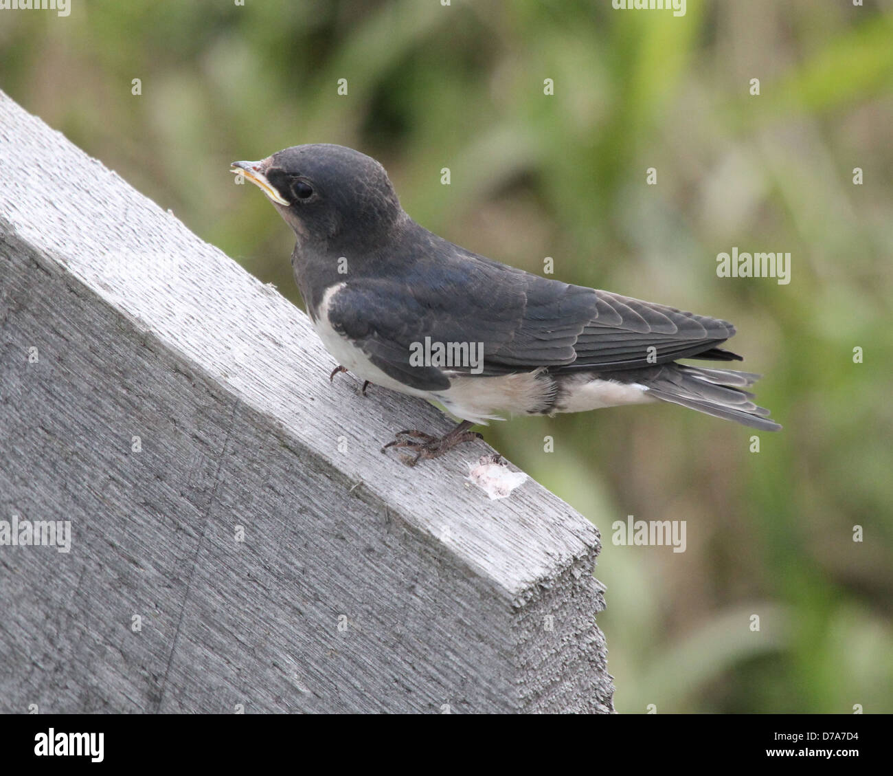 Detailliert in der Nähe eine juvenile Rauchschwalbe (Hirundo Rustica) posiert Stockfoto