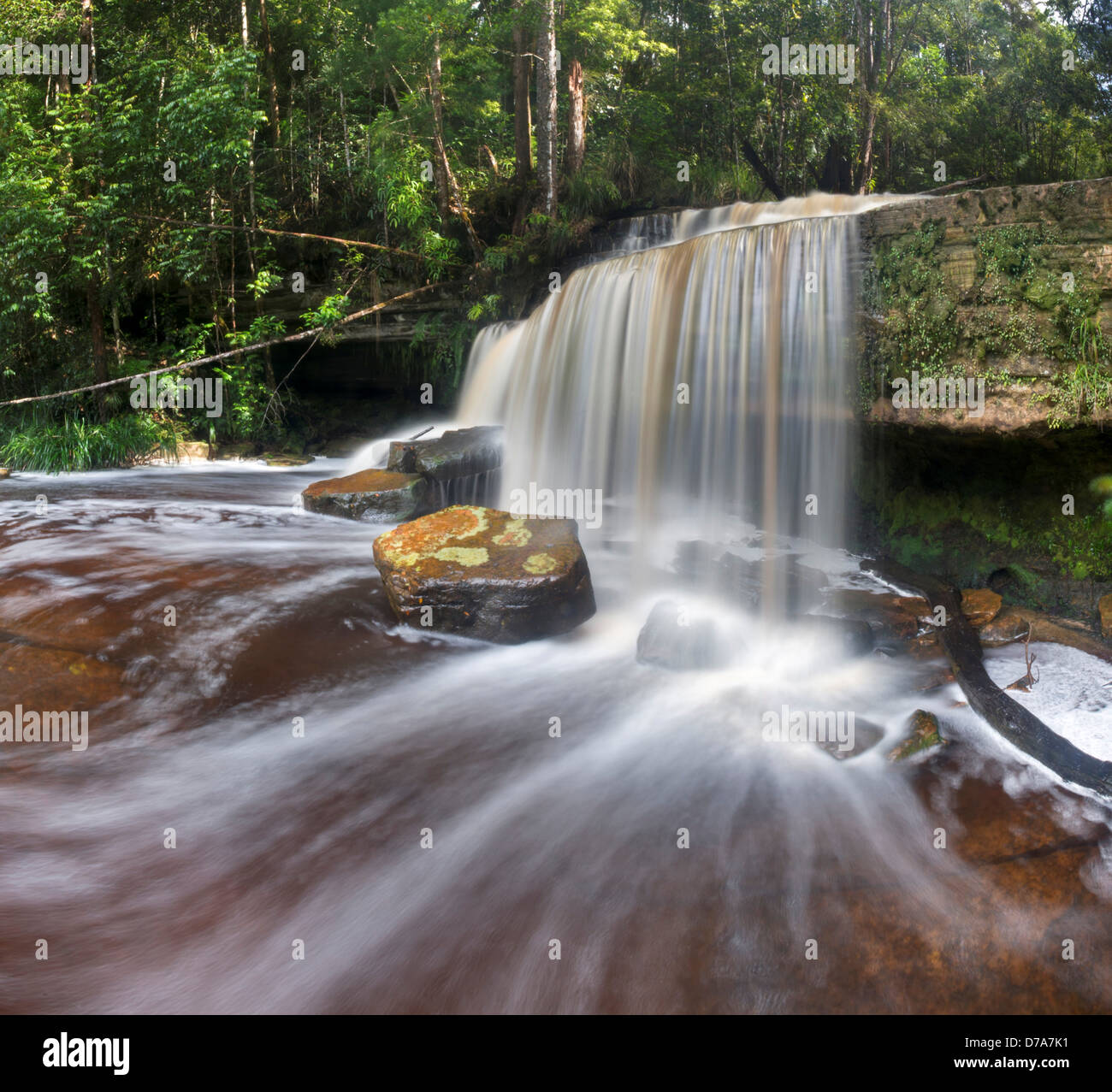 Giluk verliebt sich in Maliau Basin Erhaltung Bereich Sabah State Insel Borneo Malaysia Stockfoto