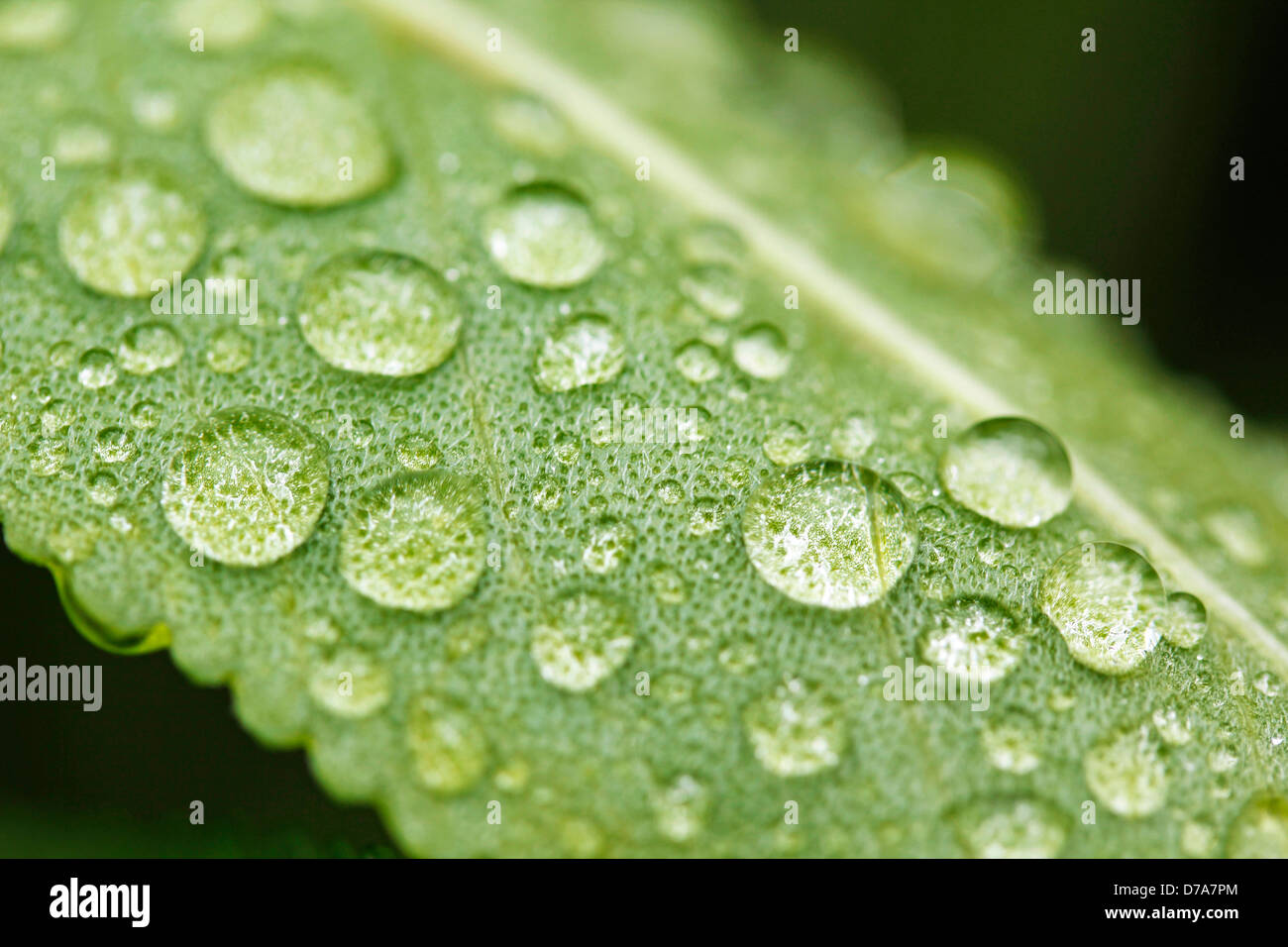 Tröpfchen auf Blatt. Stockfoto