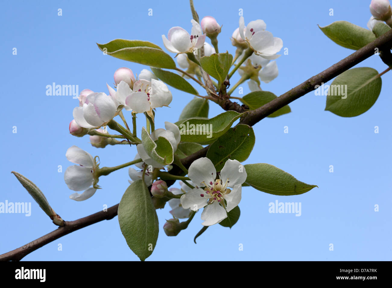 Blühender Apfelbaum; blauen Himmel im Hintergrund Stockfoto