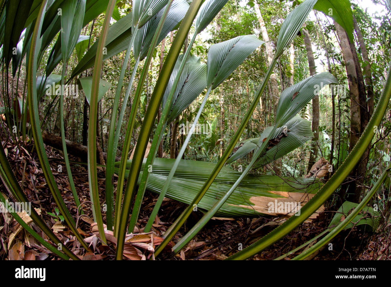 Verworrenen Wedel stammlose Palme Johannesteijsmannia Altifrons im Wald Bako Nationalpark Sarawak Zustand Insel Borneo Malaysia Stockfoto