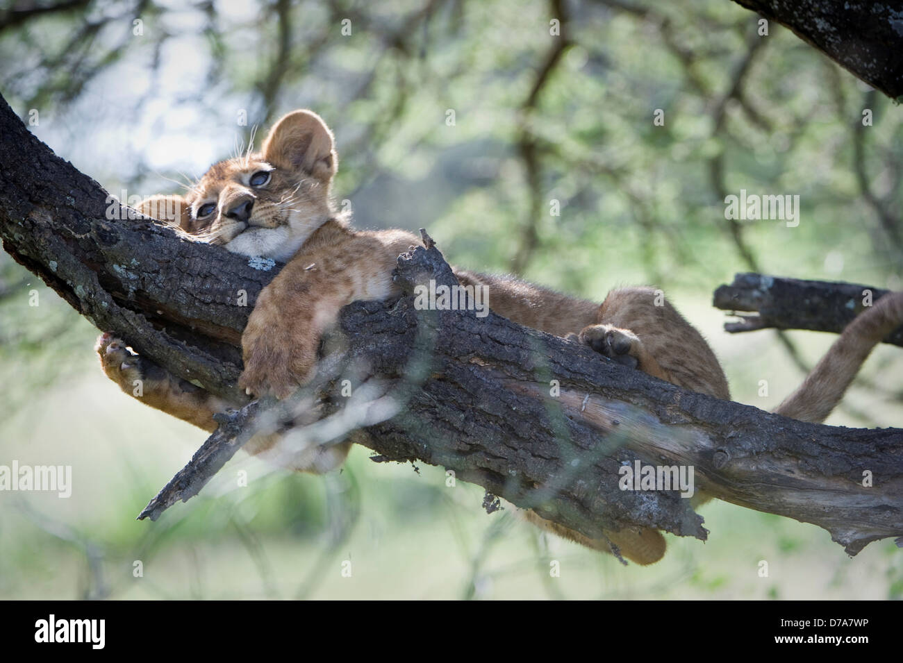 Drei Monate alten Löwe Panthera Leo Cub spielt Baumrinde Ndutu Gegend Ngorongoro Conservation Area-Serengeti-Nationalpark Tansania Stockfoto