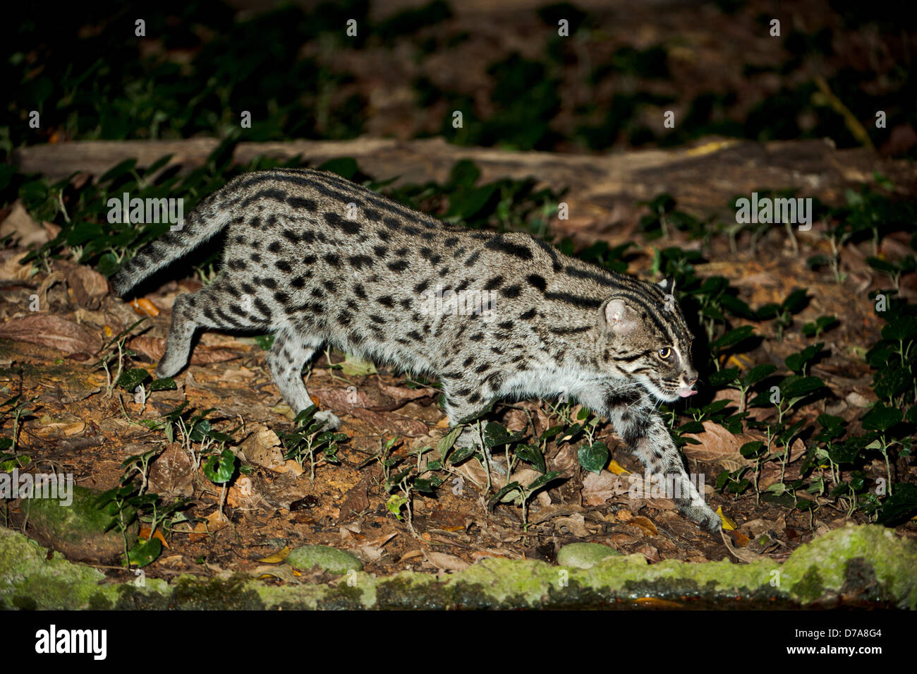 Erwachsenen Fischen Katze Prionailurus Viverrinus Jagen