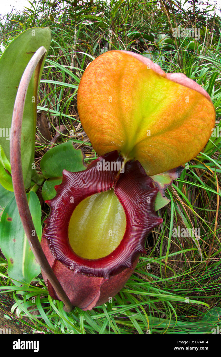 König Kannenpflanze Nepenthes Rajah auf Pisten Mt Kinabalu Sabah State Insel Borneo Malaysia Stockfoto