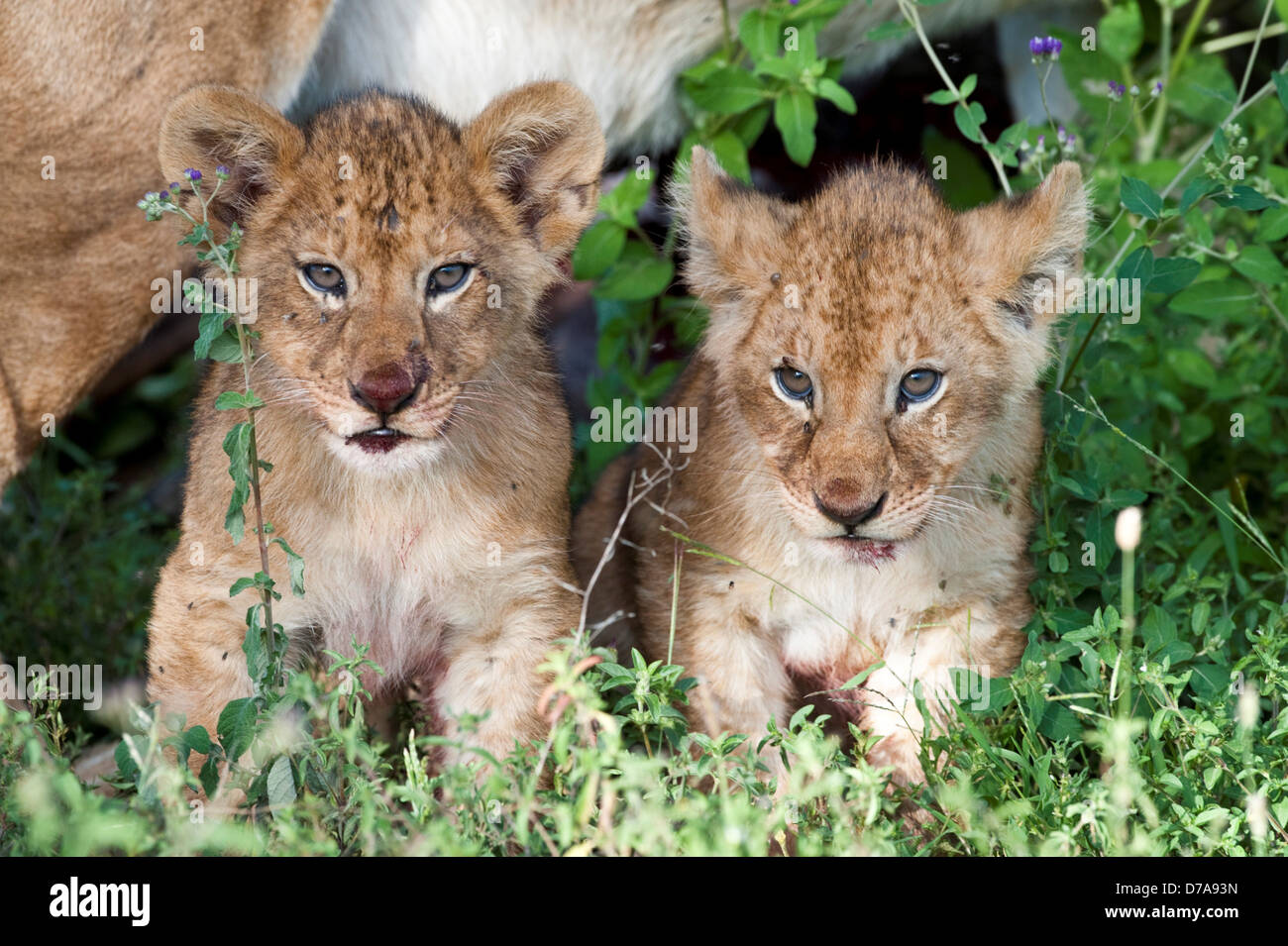 Löwenbabys Panthera Leo ruht in Feld Ndutu Ngorongoro Conservation Area-Serengeti-Nationalpark Tansania Stockfoto