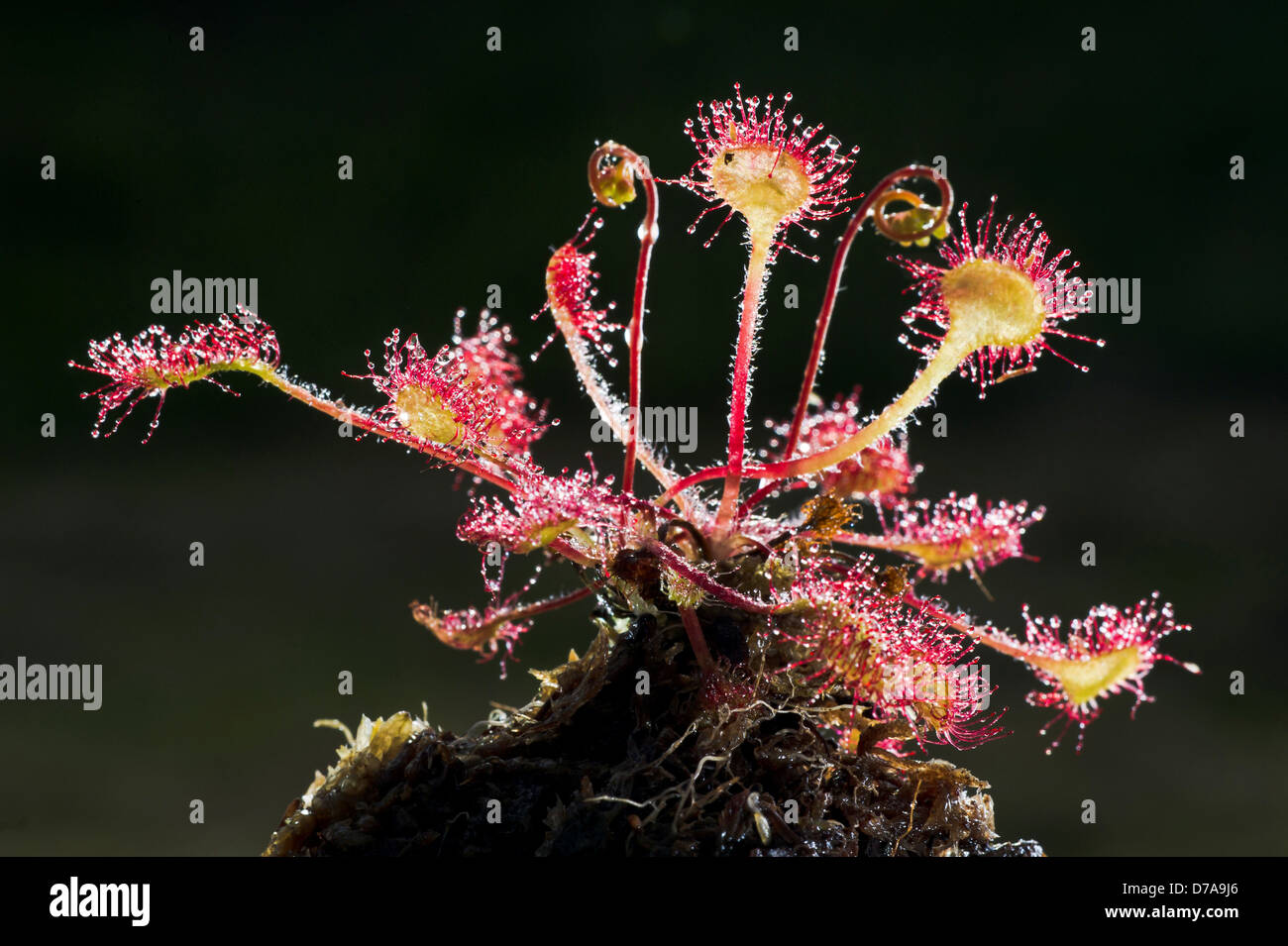 Runde-Blatt Sonnentau Drosera Rotundifolia frühen Morgentau Mull Inneren Hebriden Schottland Stockfoto