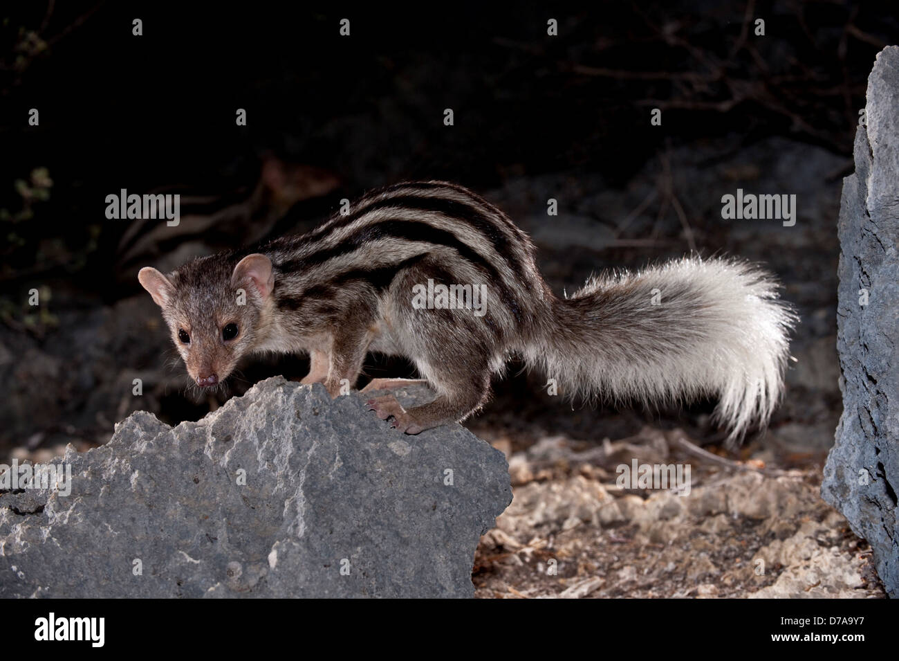 Die Grandidier Mongoose Galidictis Grandidieri Futtersuche bei Nacht