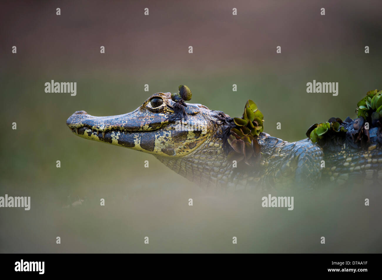 Caiman Yacare Caiman Yacare am Rand Piquiri Fluss nördlichen Pantanal-Brasilien Stockfoto