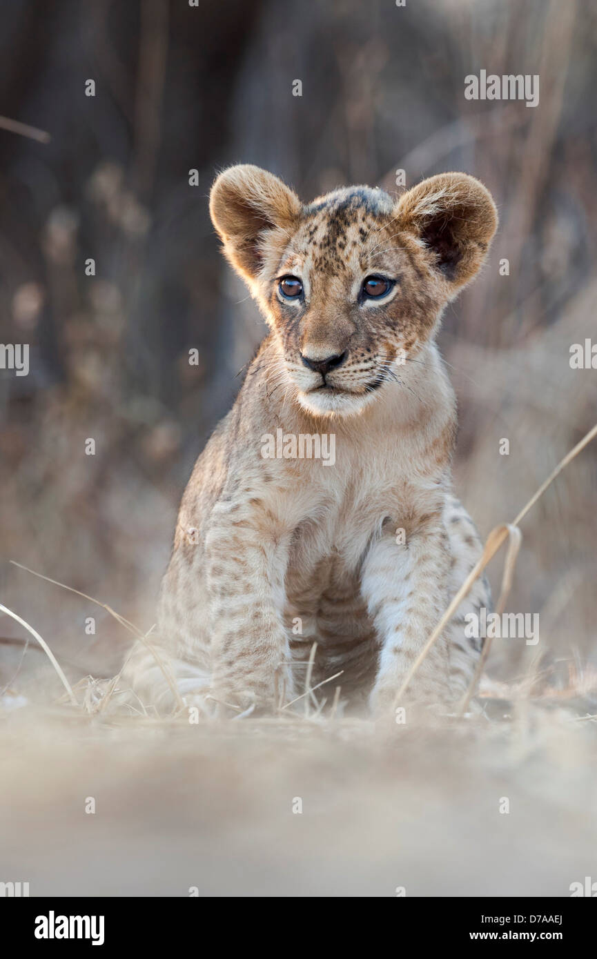 Afrikanische Löwenjunges Panthera Leo ca. 3 Monate alt in der Nähe von Luangwa River South Luangwa Nationalpark Sambia Stockfoto