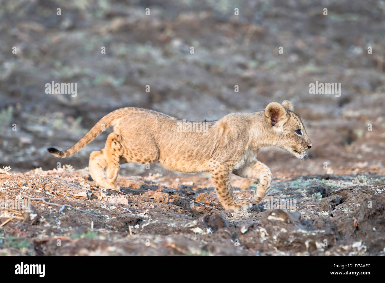 Afrikanische Löwenjunges Panthera Leo ca. 3 Monate alt in der Nähe von Luangwa River South Luangwa Nationalpark Sambia Stockfoto
