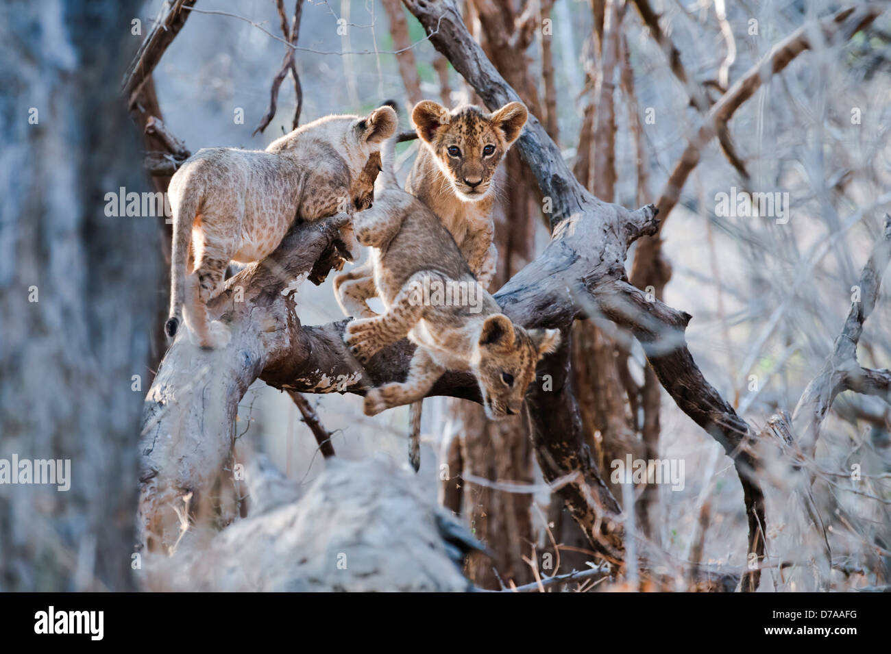 African Lion Cubs Panthera Leo ca. 3 Monate alt, spielen in der Nähe von Luangwa River South Luangwa Nationalpark Sambia Stockfoto