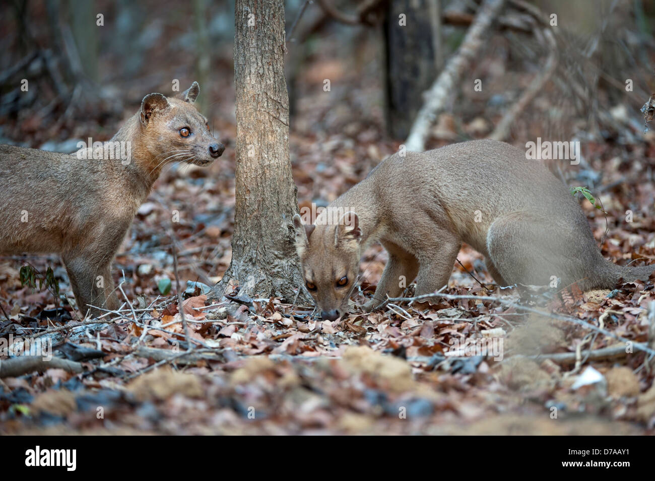 Erwachsene weibliche Fossa Cryptoprocta Ferox Duft markieren um Untersuchung von einem anderen Baum Laub Trockenwald Kirindy Wald Stockfoto