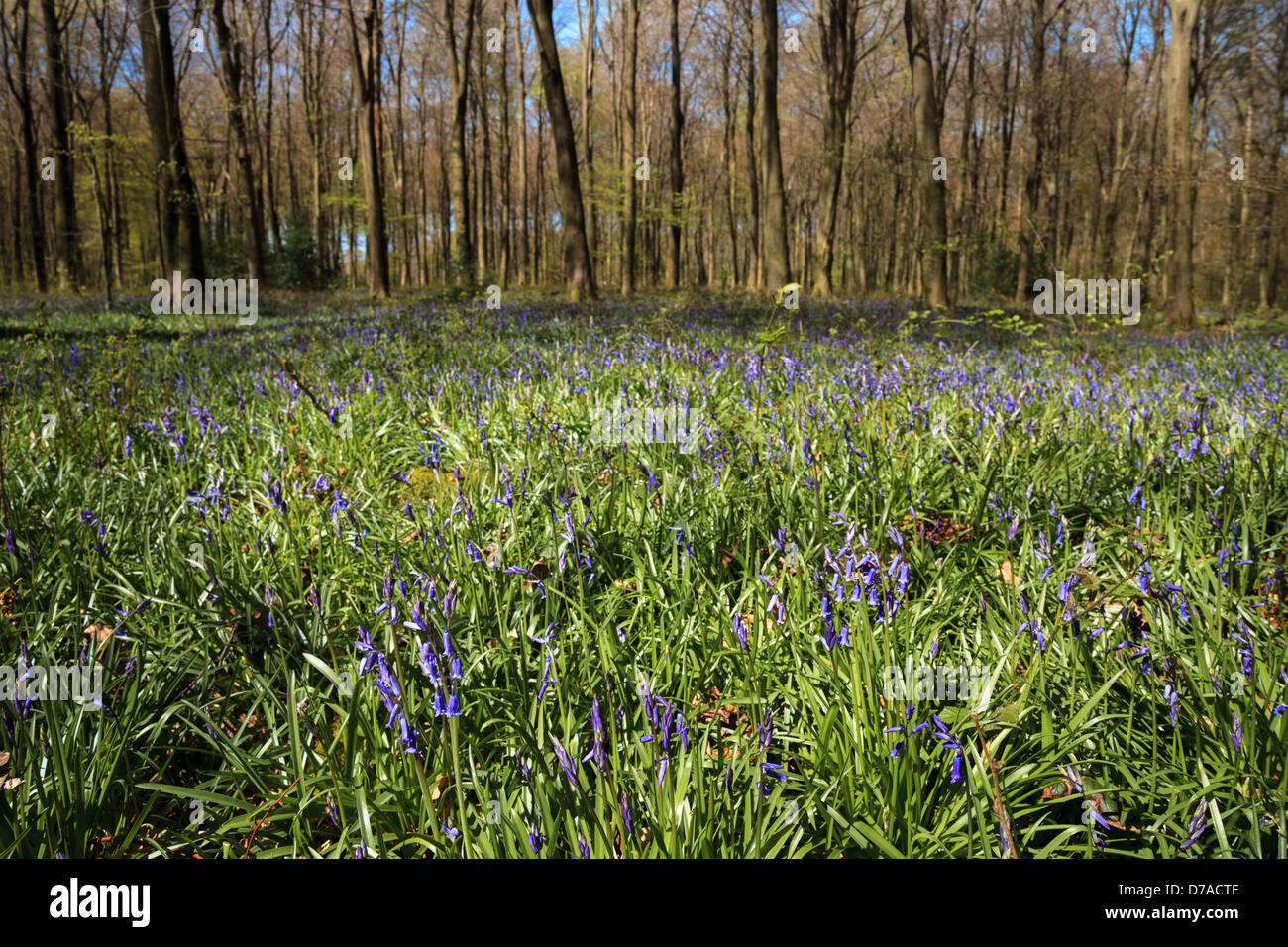 Micheldever, Hampshire, UK. 2. Mai 2013 - Glockenblumen in Micheldever Wood fangen an, während die aktuellen saisonalen Sonne blühen. Experten haben gesagt, dass Blumen zwischen 4-5 Wochen spät durch die ungewöhnliche Witterung im März und April blühen.  Bildnachweis: Rob Arnold/Alamy Live-Nachrichten Stockfoto