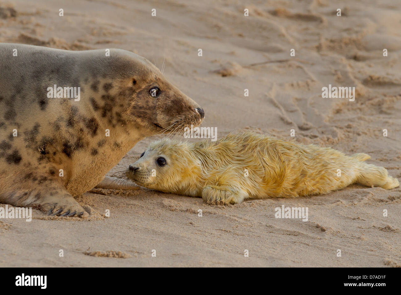 UK England Grey Seal Halichoerus Grypus weiblichen Welpen Stockfoto