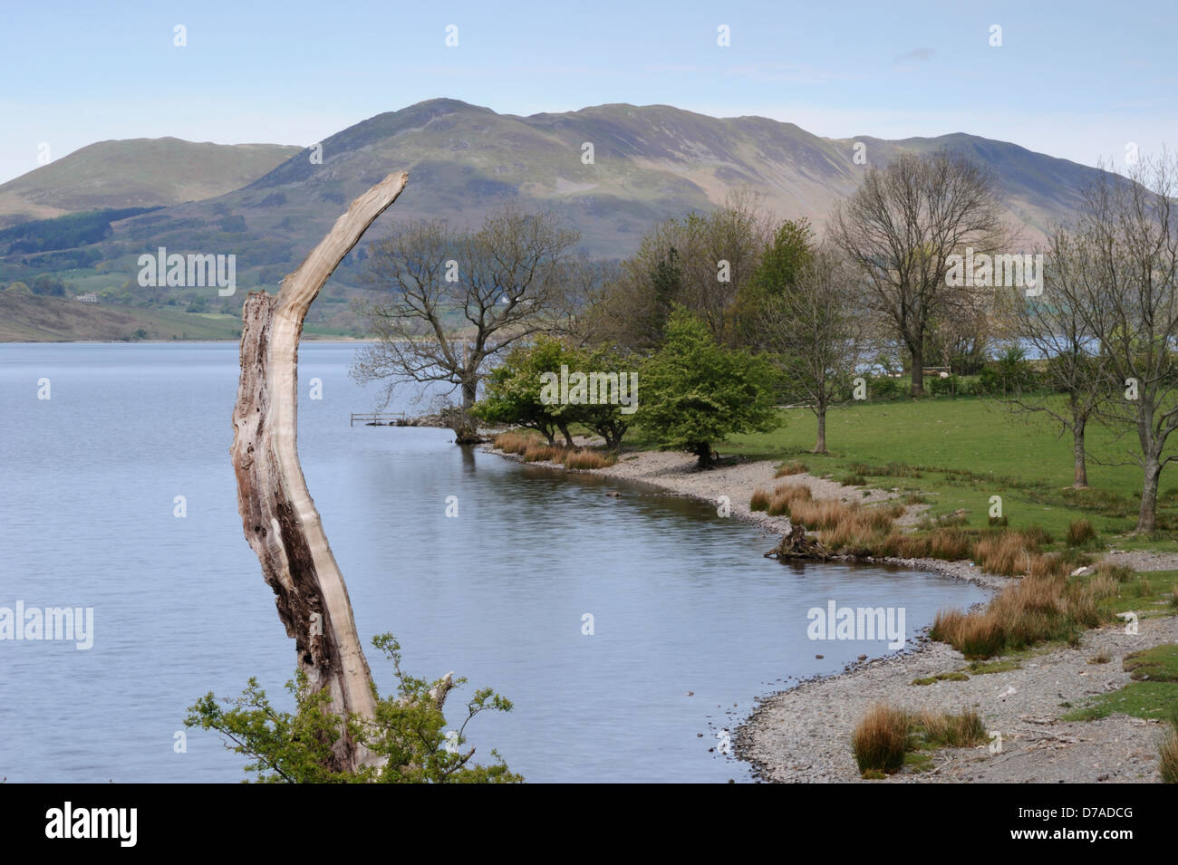 Leiter der Wind modellierte Blitz schlug Baumstamm am östlichen Ufer des Crummock Wasser mit Loweswater fiel auf dem jenseitigen Ufer. Stockfoto