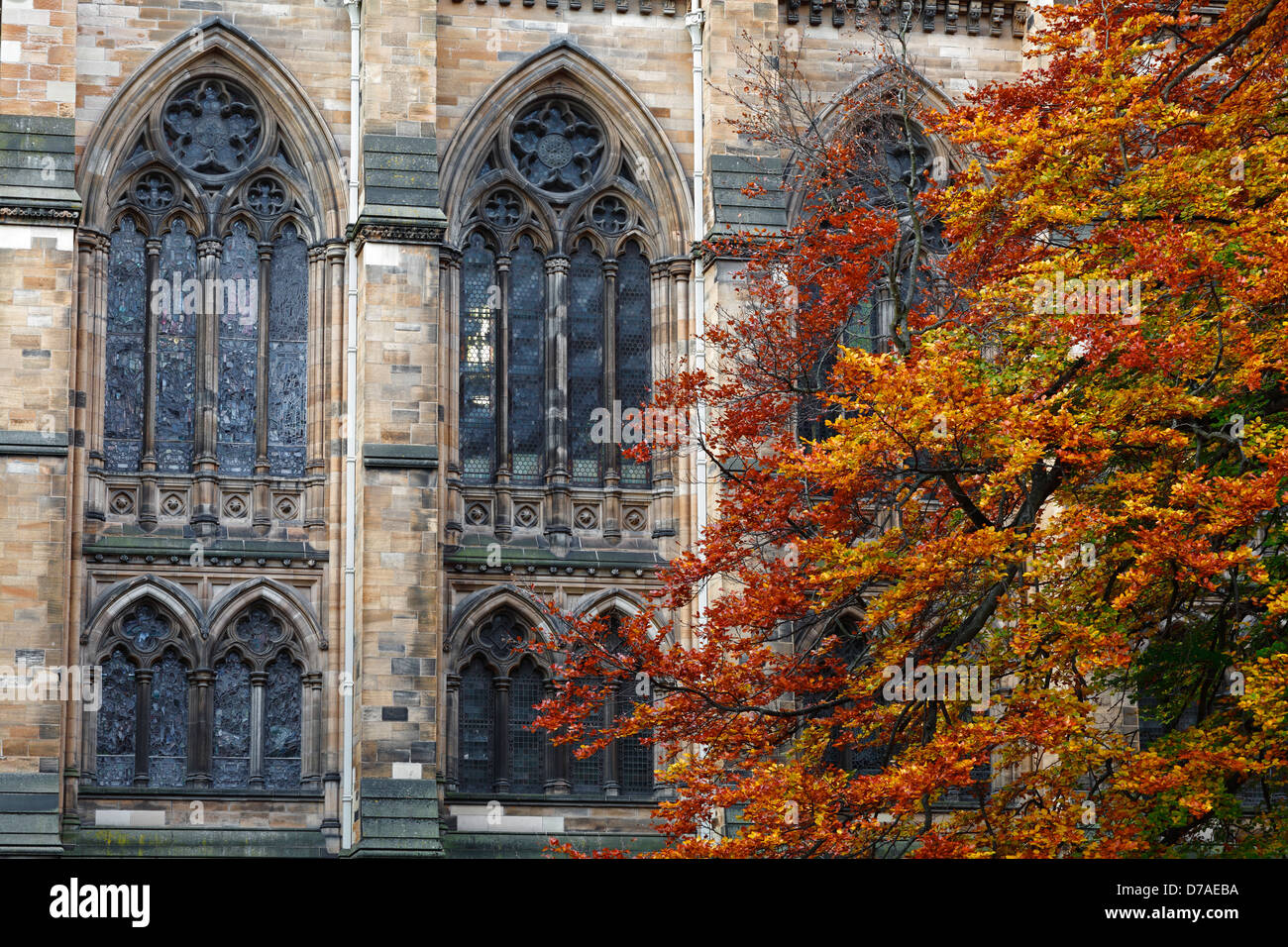 Detail der Fenster in der University of Glasgow East Quadrangle im Herbst, Gilmorehill, Glasgow, Schottland, Großbritannien Stockfoto