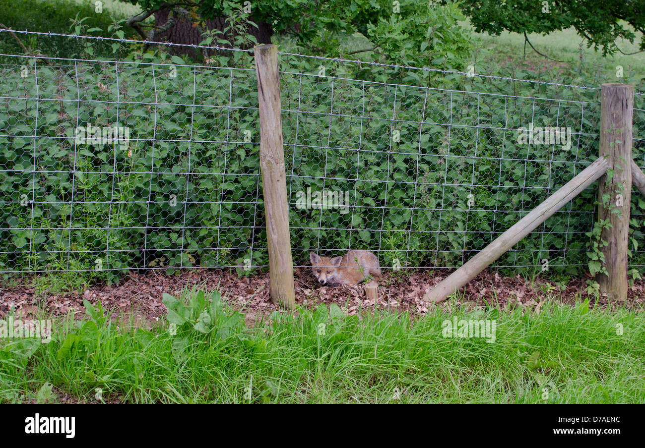 Ein junger Fuchs versteckt im Unterholz, Worcestershire, England. Stockfoto