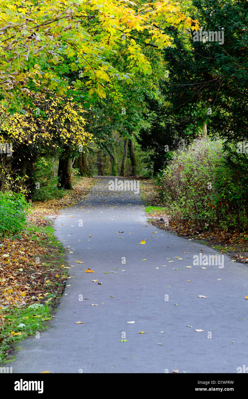 Einen leeren Pfad durch Bäume im Herbst, Pollok Country Park, Glasgow, Scotland, UK Stockfoto