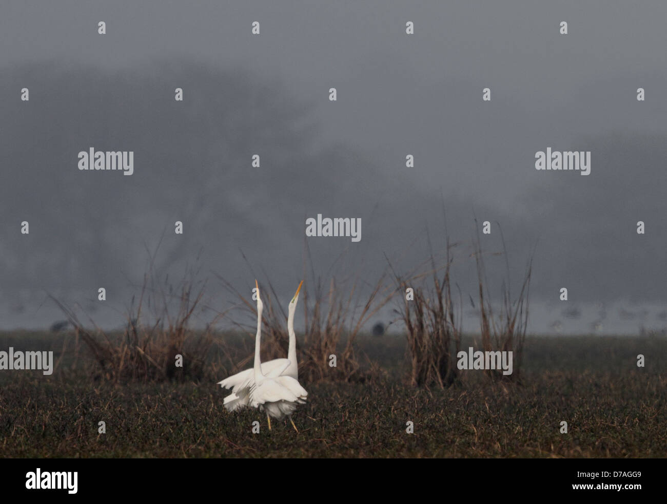 Western-Reef-Reiher paar Anzeigen in Sümpfen des Keoladeo National Park, Bharatpur, Rajasthan Indien Stockfoto