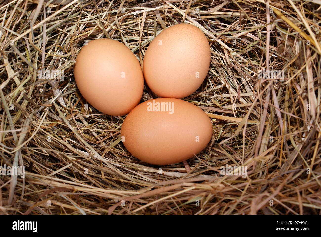 drei Eiern im Nest aus Heu als Hintergrund Stockfoto