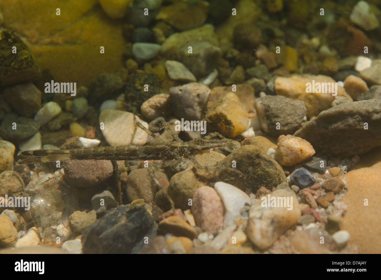 Larven der mosaikjungfer Fotos und Bildmaterial in hoher Auflösung