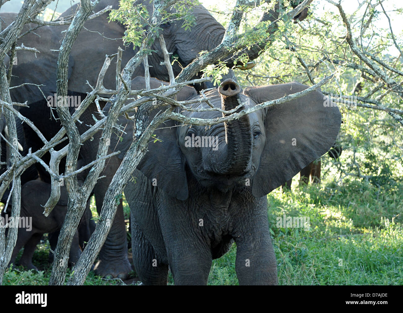 Junge Elefanten in freier Wildbahn. KwaZulu-Natal, Südafrika. Stockfoto