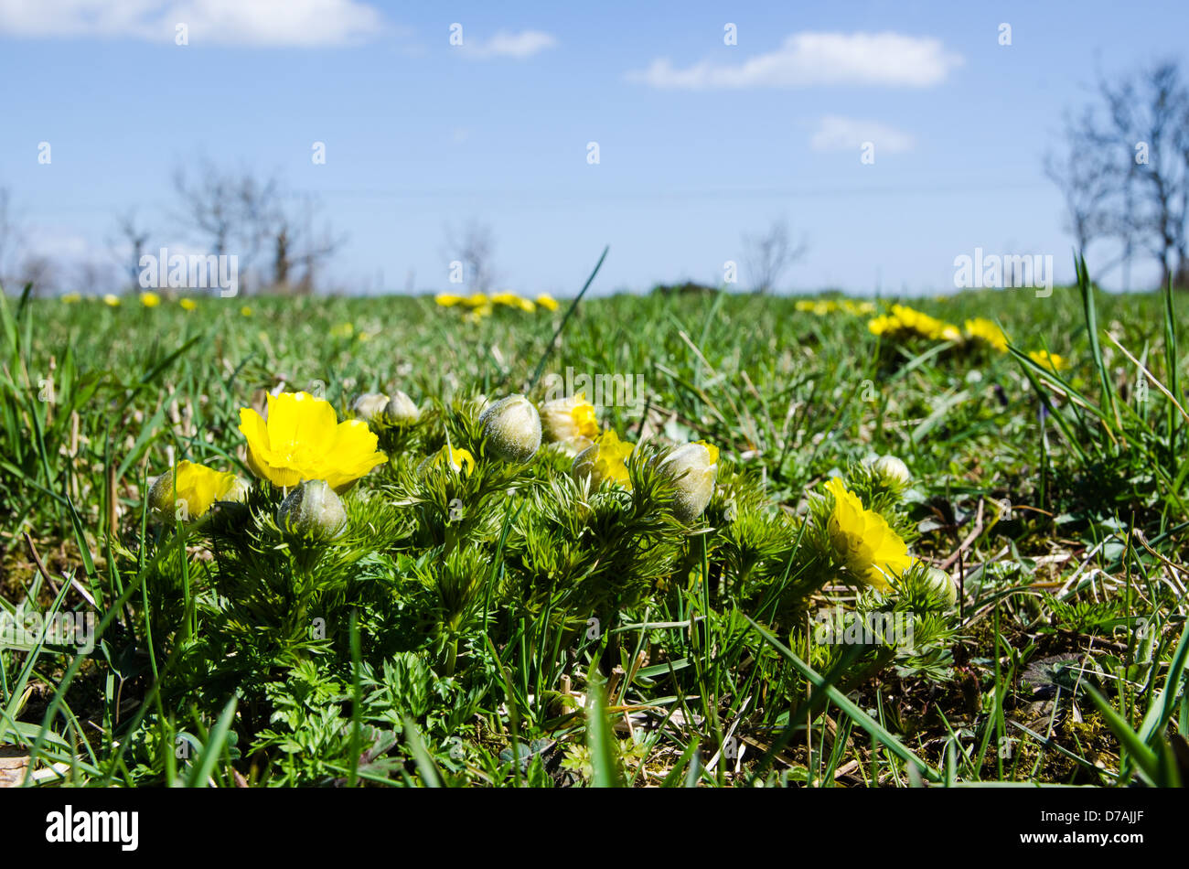 Pheasant´s Auge Blumen in einem Feld und einem Blus-Himmel. von der Insel Öland in Schweden. Stockfoto