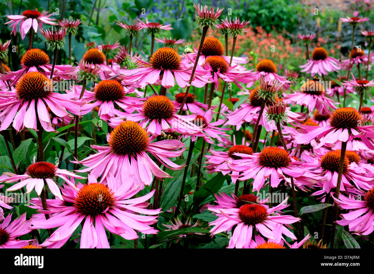 Lila und orange mehrjährige Blumen Echinacea Purpurea Maxima in einem
