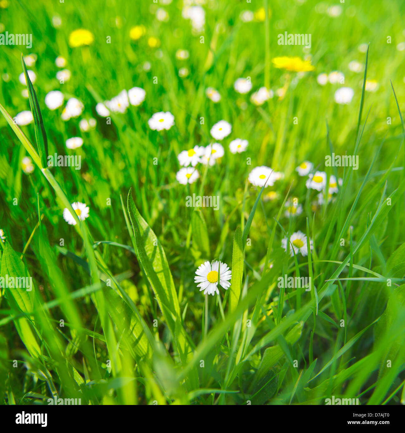 Wiese mit Gänseblümchen im grünen Rasen an einem sonnigen Tag Stockfoto