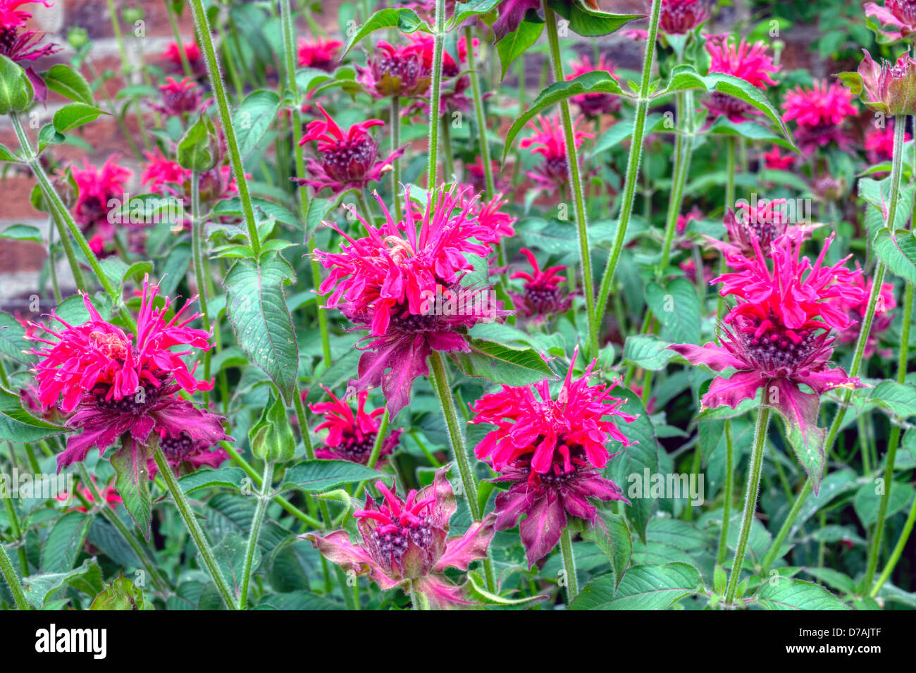 Monarda-Minze-Blumen im Sommergarten. Stockfoto