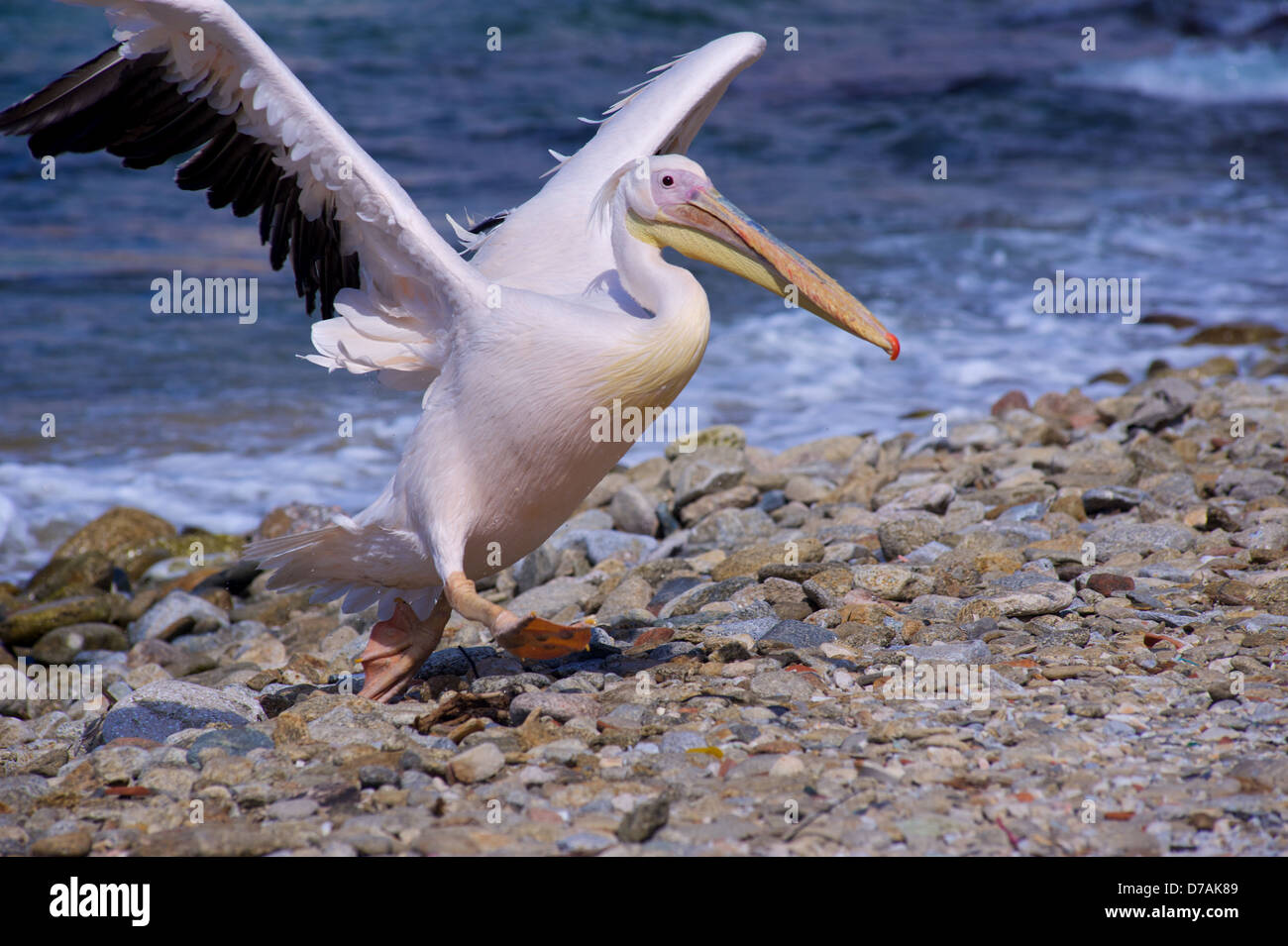 Ein Pelikan aus dem Meer in der Nähe von Mykonos, Griechenland Stockfoto